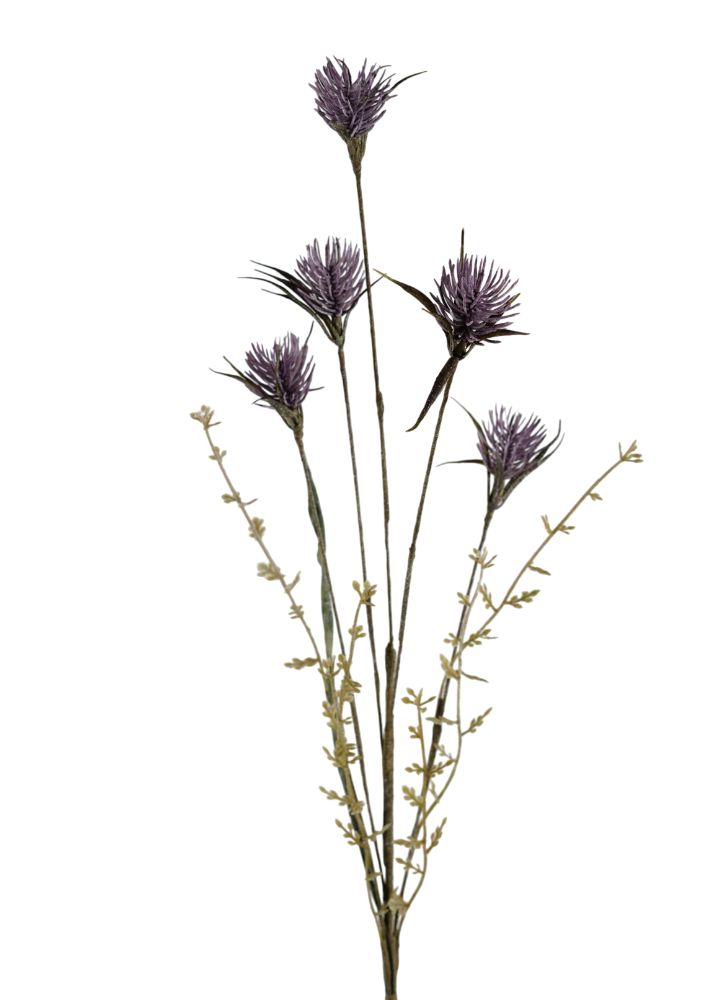 wilde-distel-paars