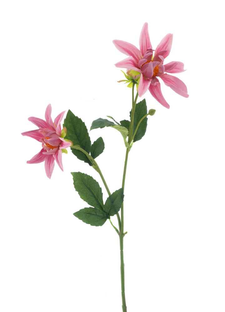 dahlia-spray-noud-old-pink