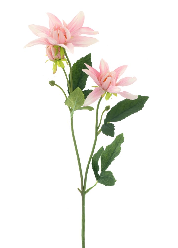 dahlia-spray-roze
