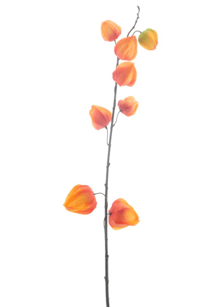 oranje-physalis
