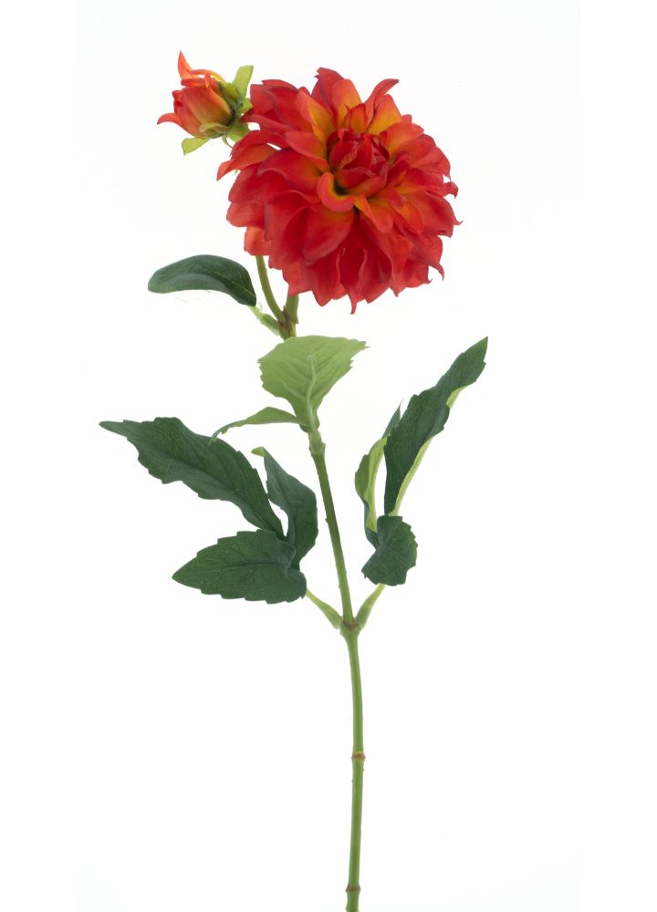 dahlia-spray-rood