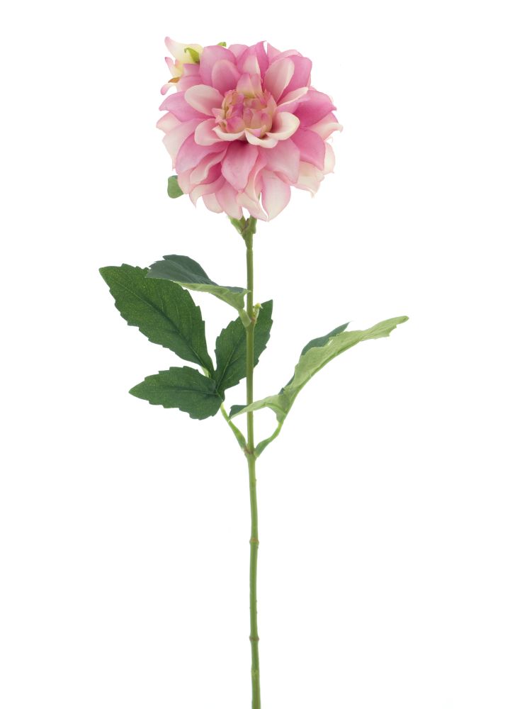 mini-dahlia-roze