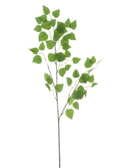berken-groen