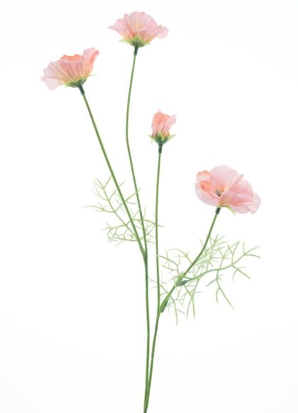 roze-klaproos