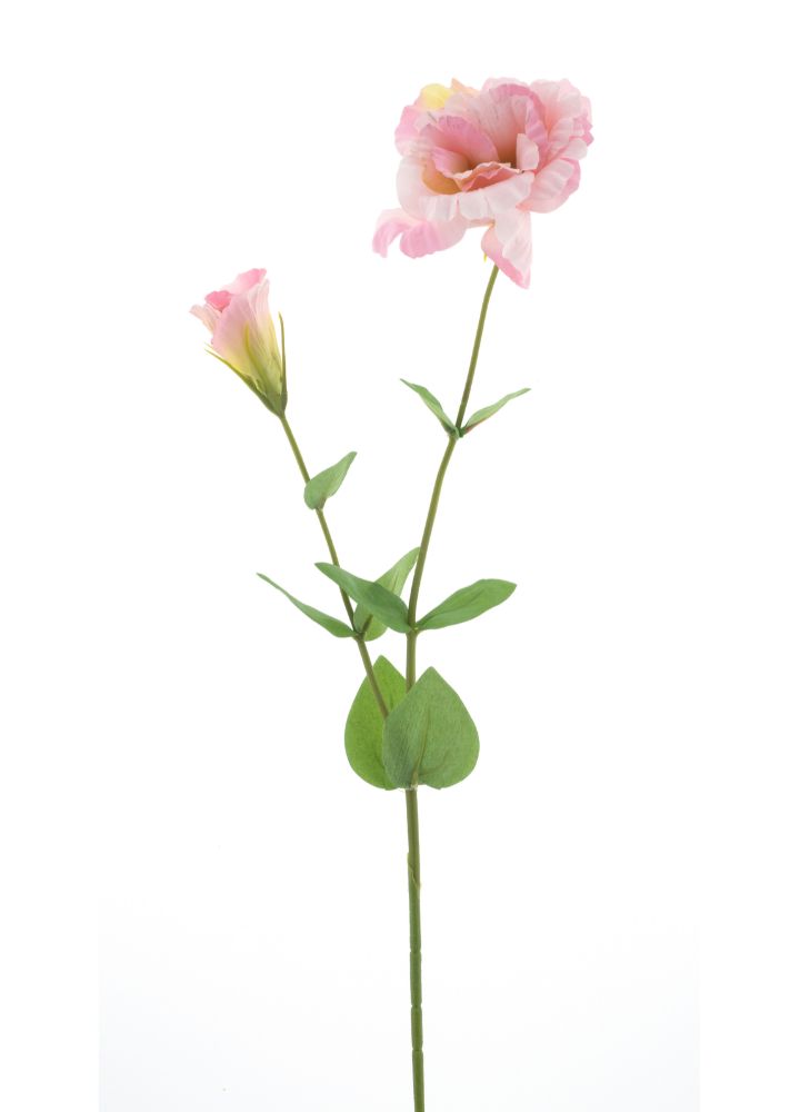 lisianthus-roze