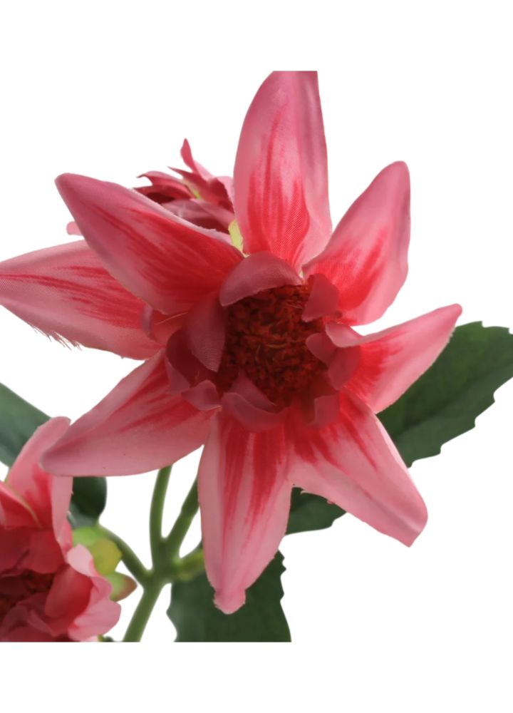 dahlia-spray-oud-roze
