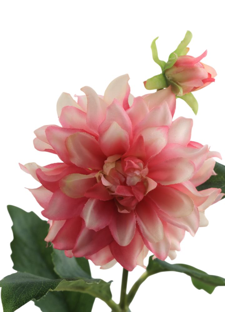 mini-dahlia-roze-1