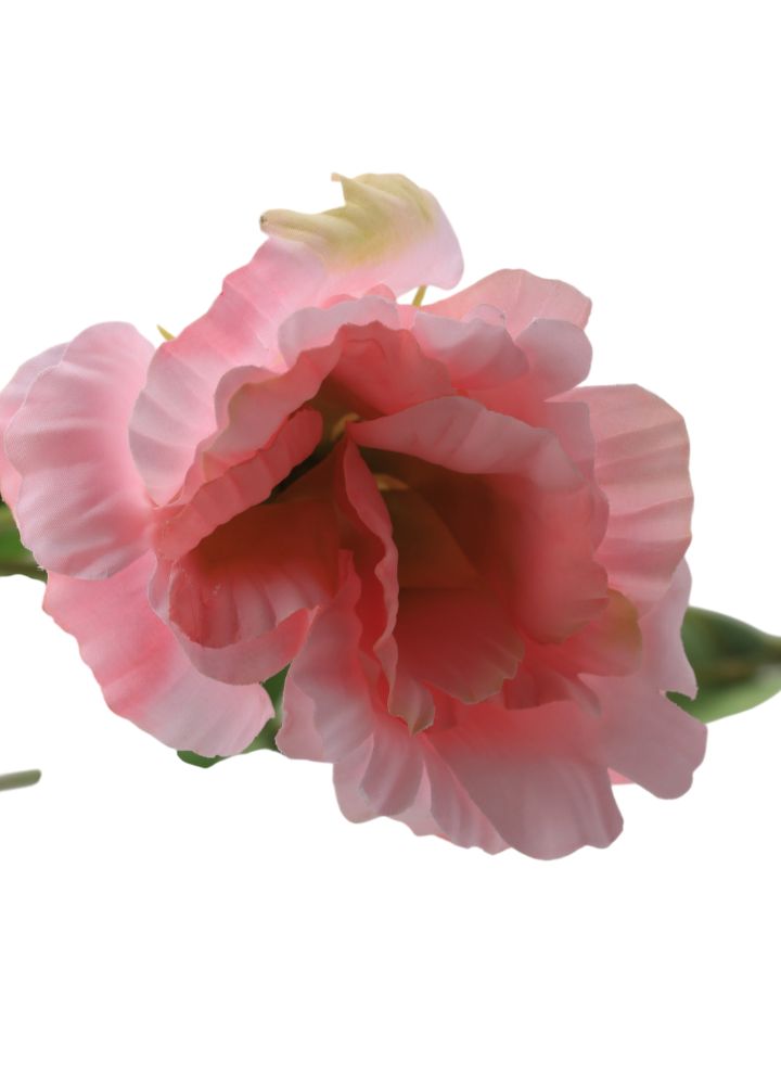 lisianthus-roze-1