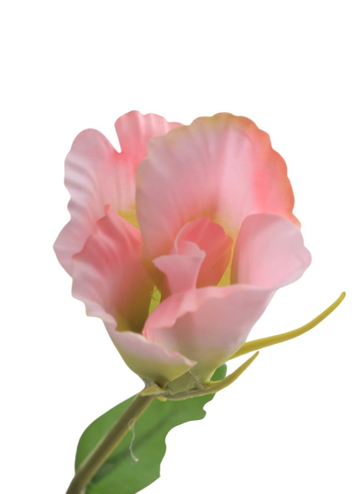 lisianthus-roze-2