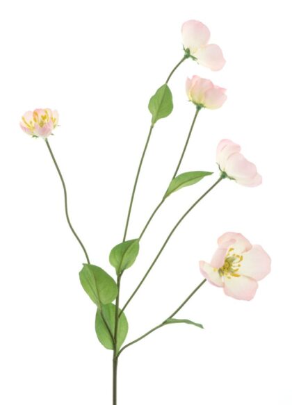 melastoma-roze