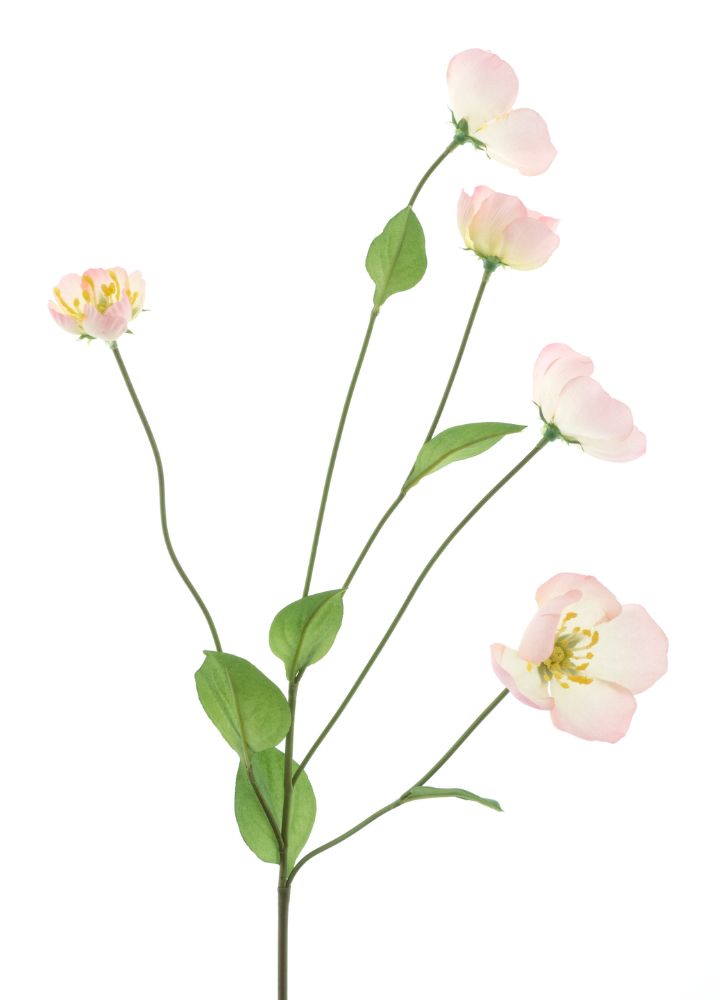 melastoma-roze
