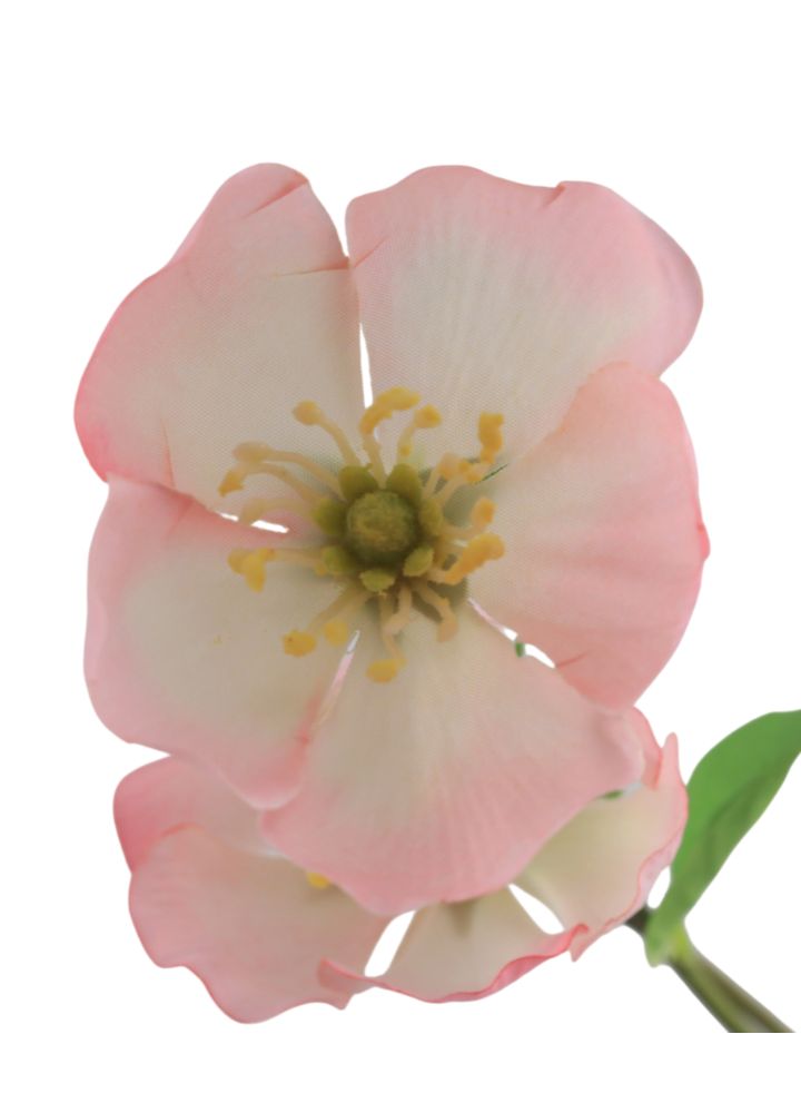 melastoma-roze-1