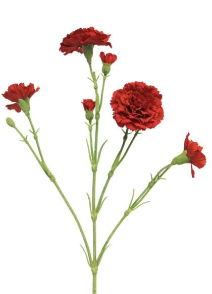 anjer-rood