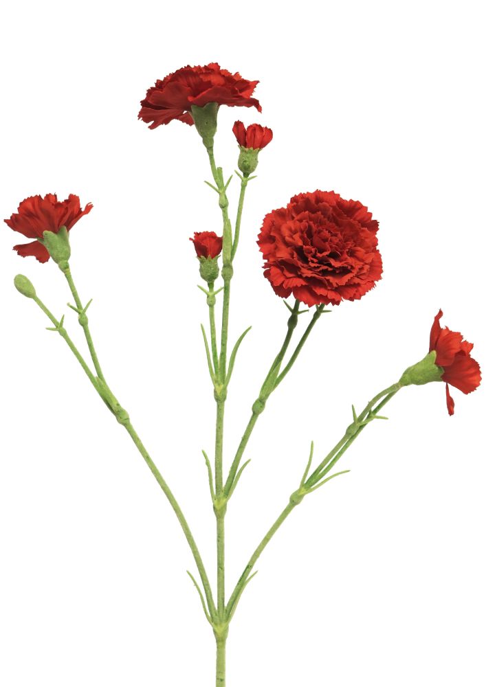 anjer-rood