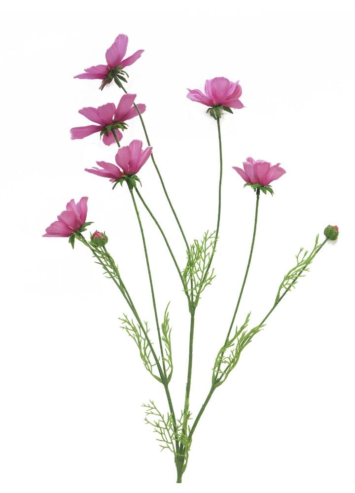 cosmos-orion-roze