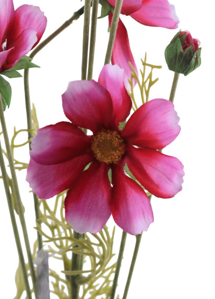 Cosmos Orion Roze - Afbeelding 2