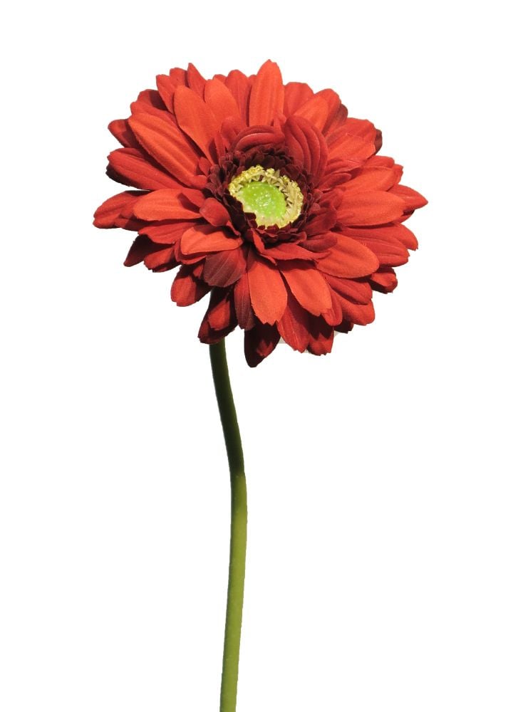 rode-gerbera
