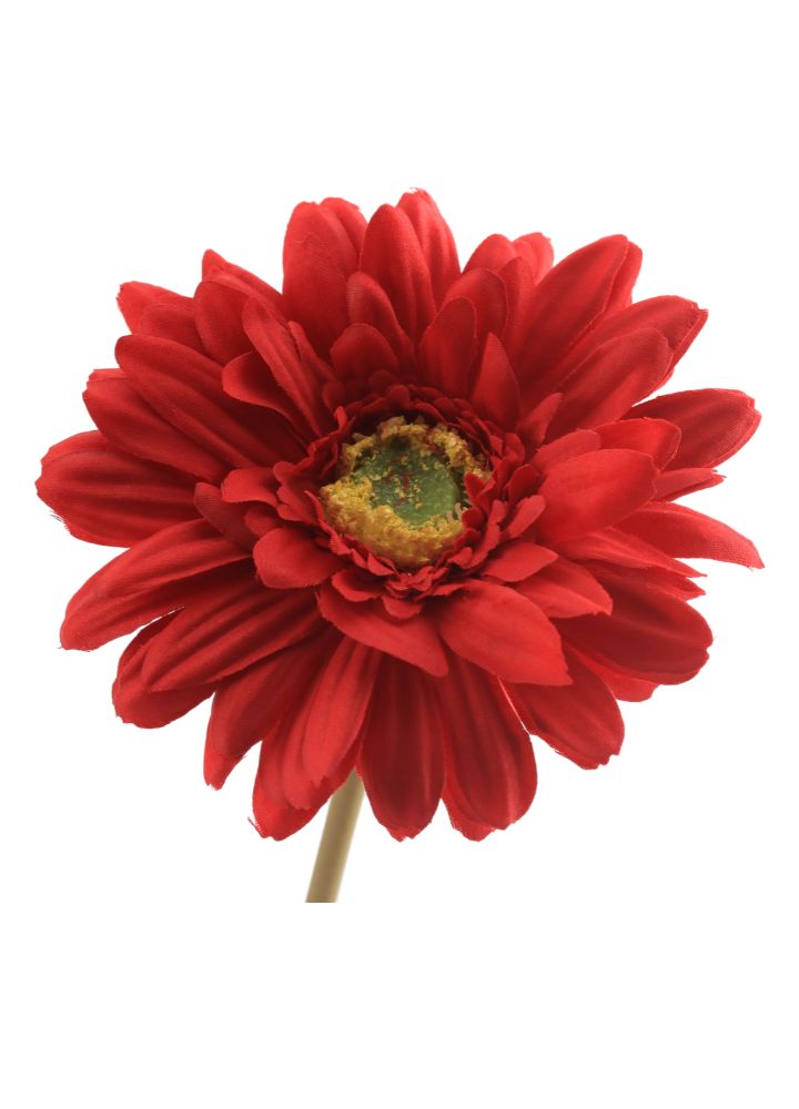 rode-gerbera-1