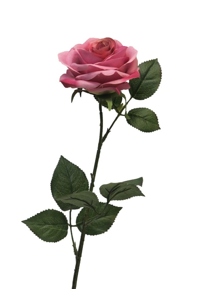 dyon-roos-diep-roze