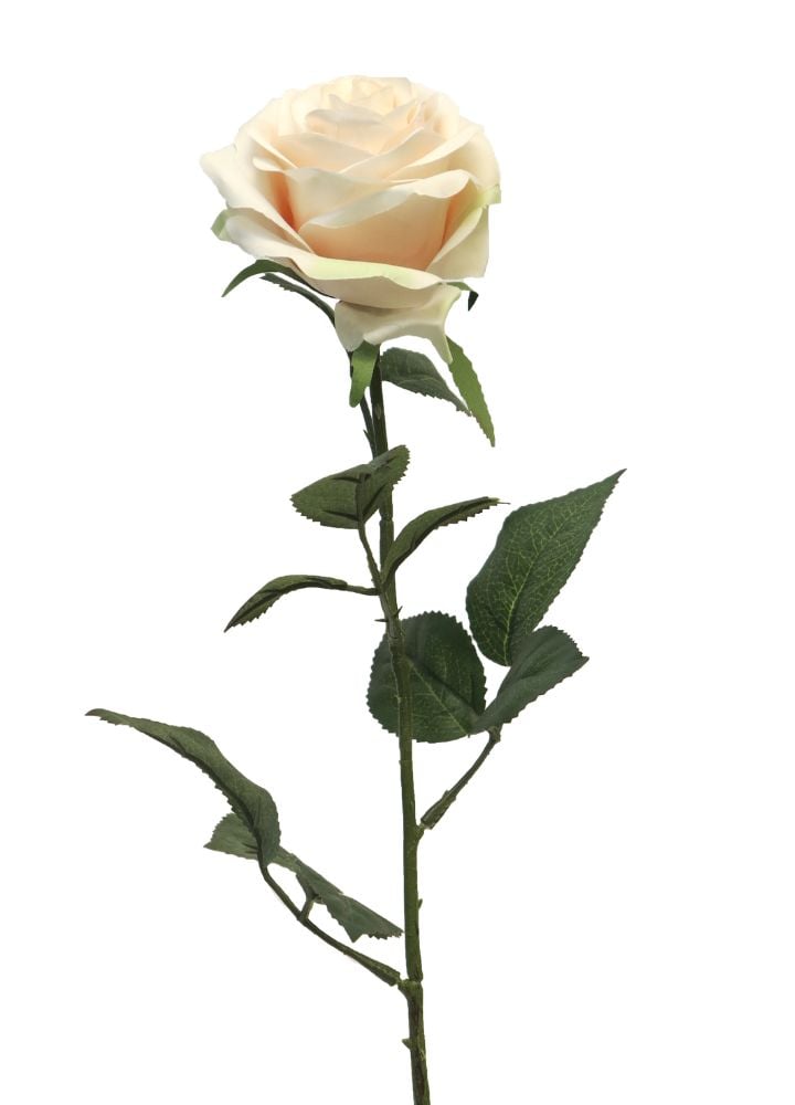 dyon-roos-light-pink