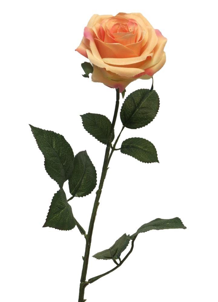 dyon-roos-peach