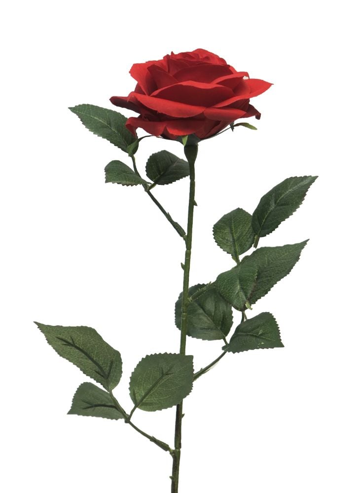 dyon-roos-rood