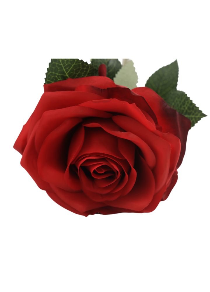 dyon-roos-rood-1