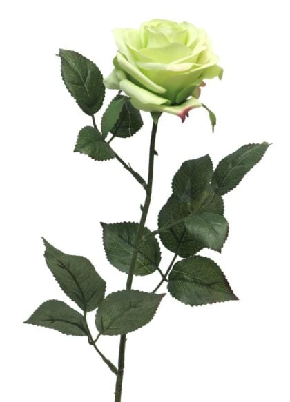 dyon-roos-groen