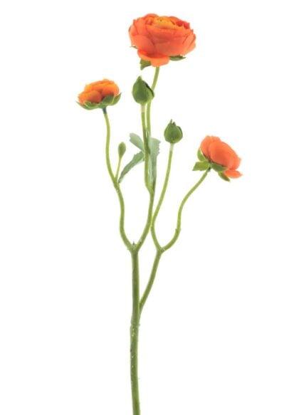 ranonkel-oranje