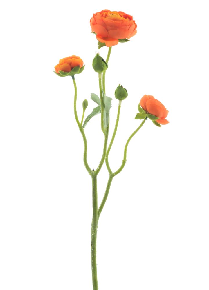 ranonkel-oranje