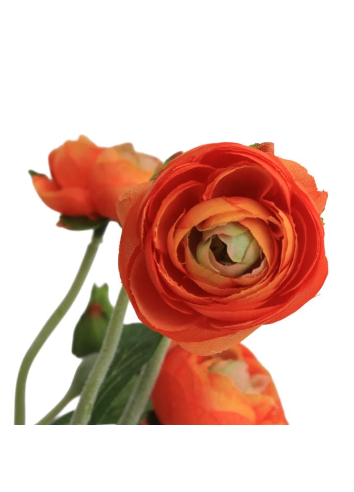 Ranonkel oranje - Afbeelding 2