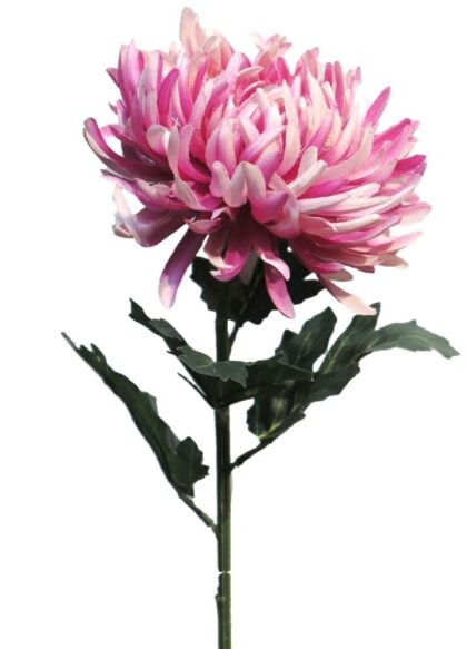 chrysant-iba-mauve