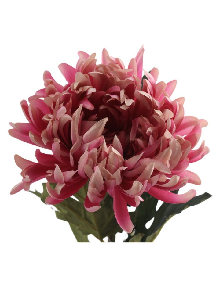 chrysant-iba-mauve-1