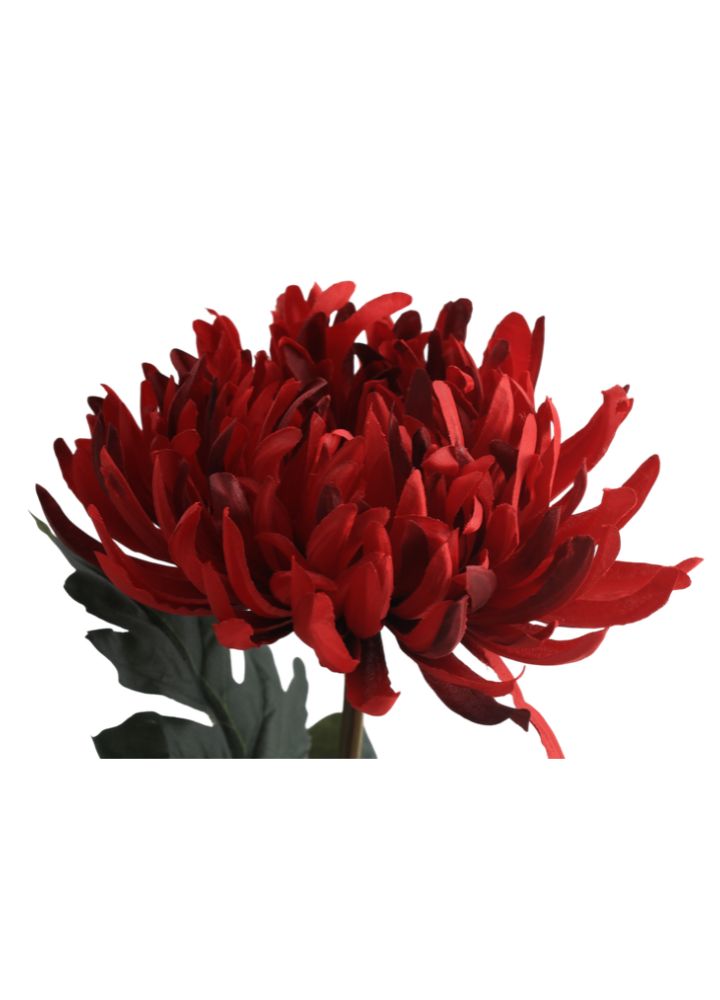 chrysant-iba-red-