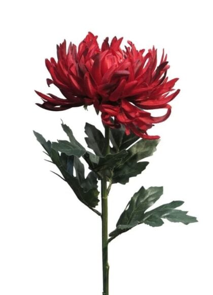 chrysant-iba-red