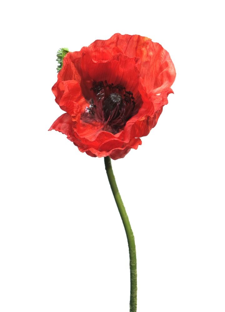 open-papaver-krul