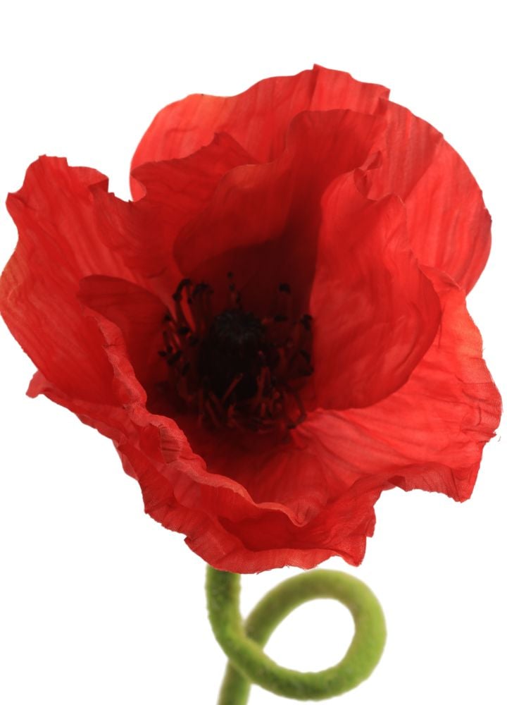 open-papaver-krul
